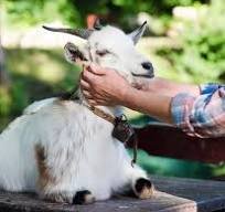 Veterinary Animal Care image